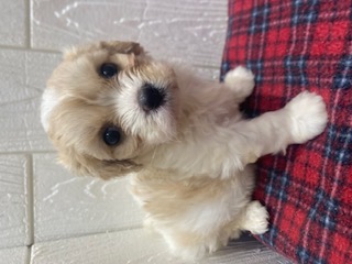 茨城県のハーフ犬・ミックス犬 (OneBuddy佐原東店/2025年9月24日生まれ/女の子/ブレンハイム)の子犬の1枚目の画像