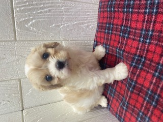 茨城県のハーフ犬・ミックス犬 (OneBuddy佐原東店/2025年9月24日生まれ/女の子/ブレンハイム)の子犬の2枚目の画像