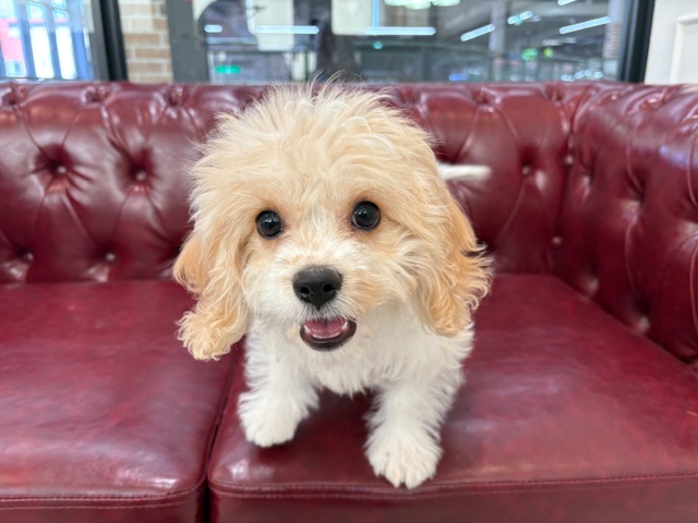 茨城県のハーフ犬・ミックス犬 (OneBuddy佐原東店/2025年9月24日生まれ/女の子/ブレンハイム)の子犬の3枚目の画像