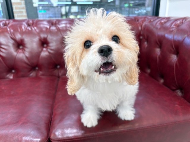 茨城県のハーフ犬・ミックス犬 (OneBuddy佐原東店/2025年9月24日生まれ/女の子/ブレンハイム)の子犬の4枚目の画像