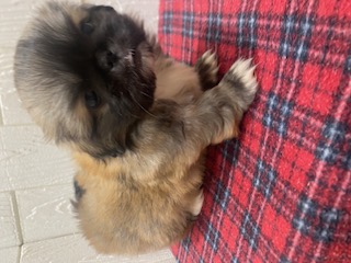 茨城県のペキニーズ (ペットアミ鹿嶋店/2025年9月25日生まれ/女の子/フォーン)の子犬の2枚目の画像