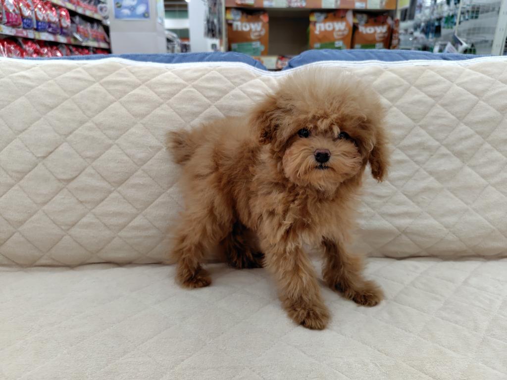 茨城県のトイプードル(トイ) (OneBuddyトモニー水戸店/2025年10月13日生まれ/女の子/AP)の子犬の2枚目の画像