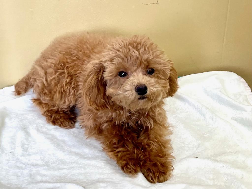 茨城県のトイプードル(トイ) (OneBuddyトモニー水戸店/2025年10月13日生まれ/女の子/AP)の子犬の3枚目の画像