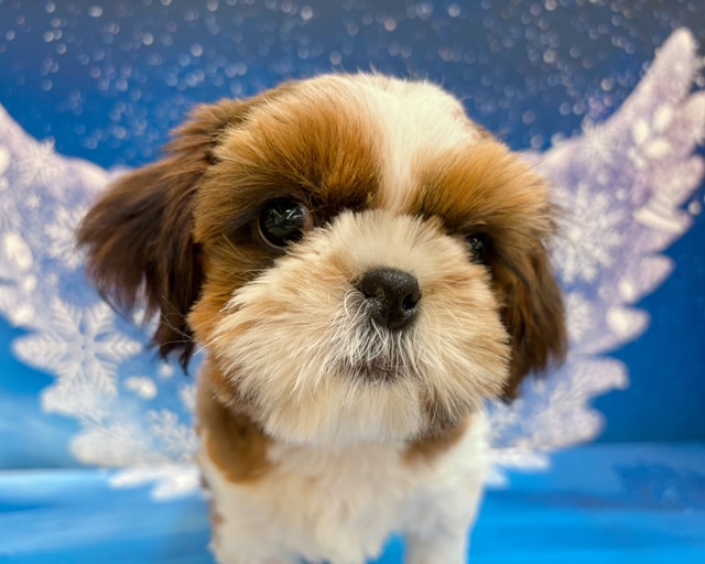 千葉県のシーズー (ペッツワン木更津金田店/2025年10月25日生まれ/男の子/G/W)の子犬の1枚目の画像