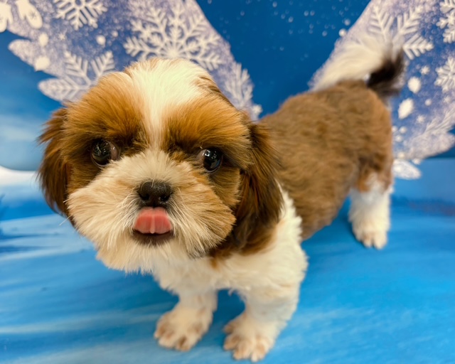 千葉県のシーズー (ペッツワン木更津金田店/2025年10月25日生まれ/男の子/G/W)の子犬の2枚目の画像