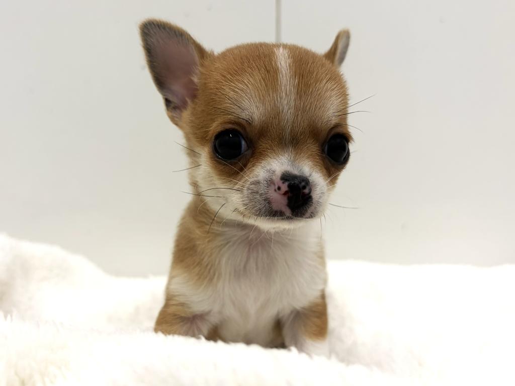 栃木県のチワワ(スムース) (ペッツワン宇都宮平出店/2025年10月1日生まれ/男の子/レッドホワイト)の子犬の2枚目の画像