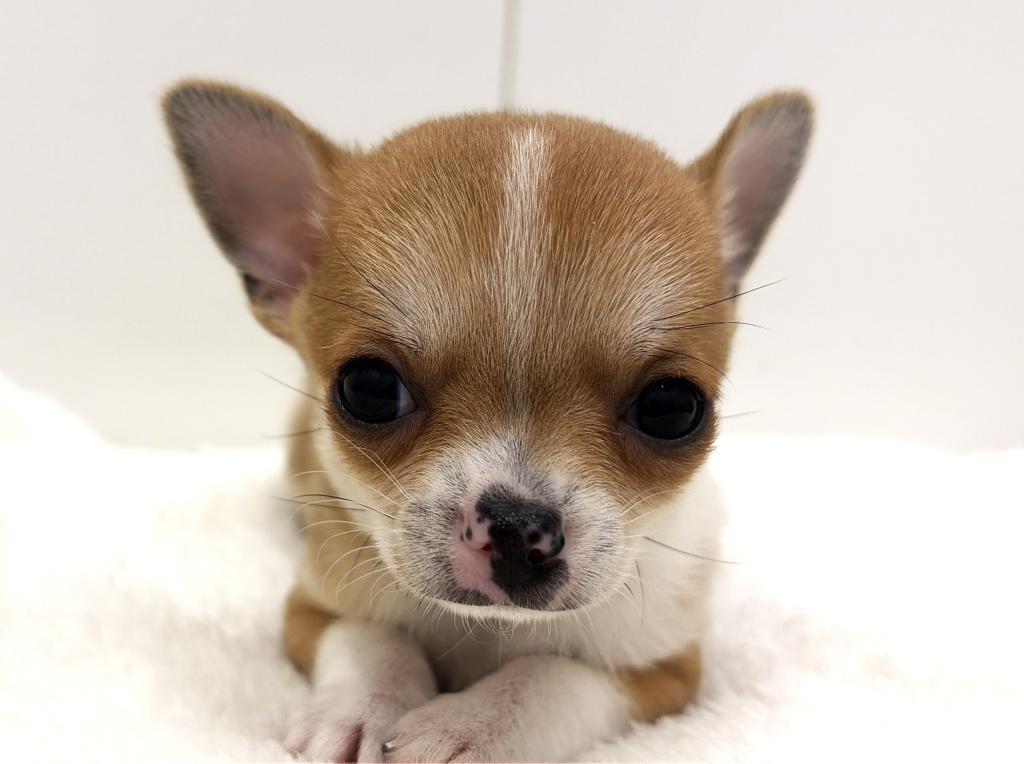 栃木県のチワワ(スムース) (ペッツワン宇都宮平出店/2025年10月1日生まれ/男の子/レッドホワイト)の子犬の3枚目の画像