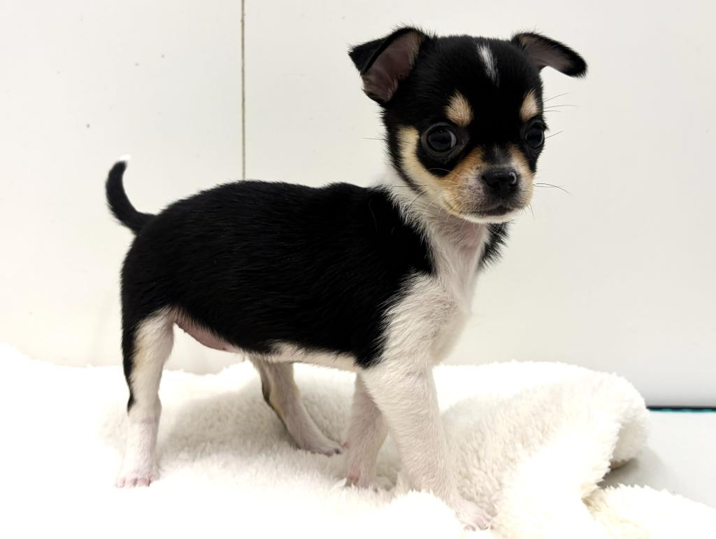 栃木県のチワワ(スムース) (ペッツワン宇都宮平出店/2025年10月1日生まれ/女の子/ブラックタンホワイト)の子犬の2枚目の画像