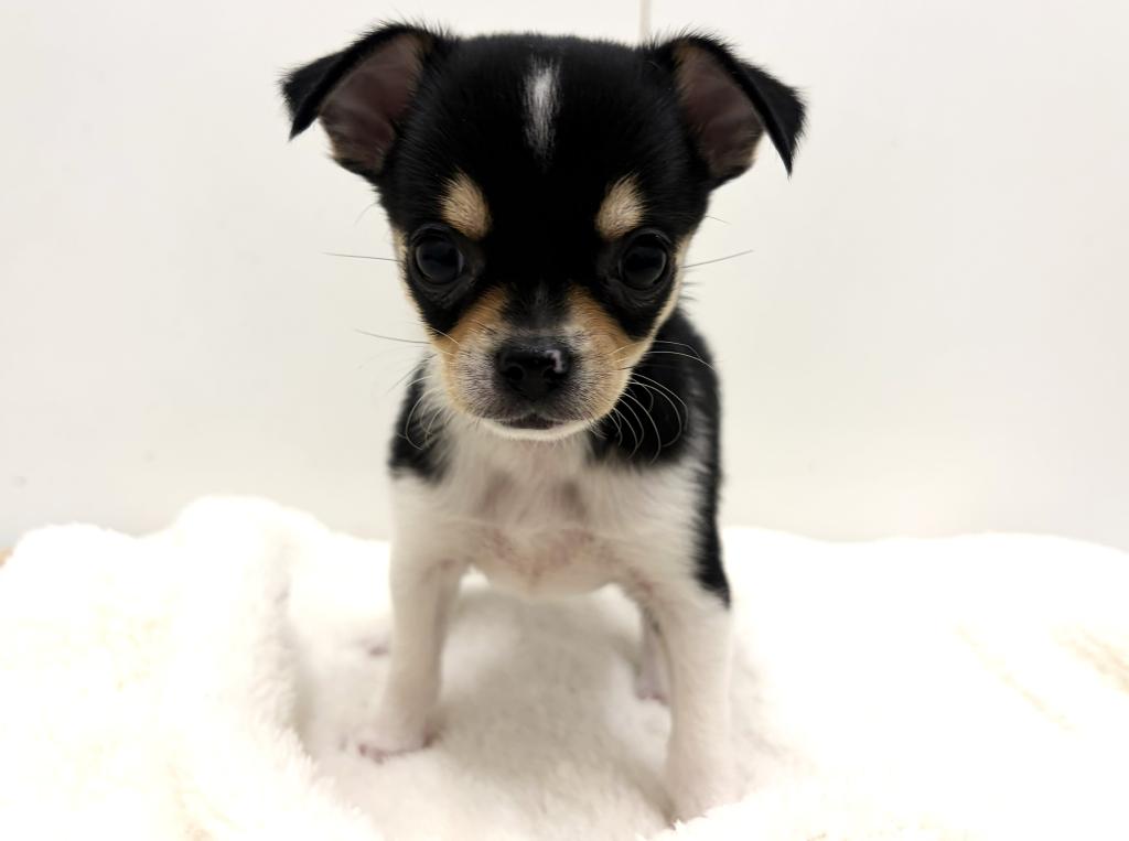 栃木県のチワワ(スムース) (ペッツワン宇都宮平出店/2025年10月1日生まれ/女の子/ブラックタンホワイト)の子犬の3枚目の画像