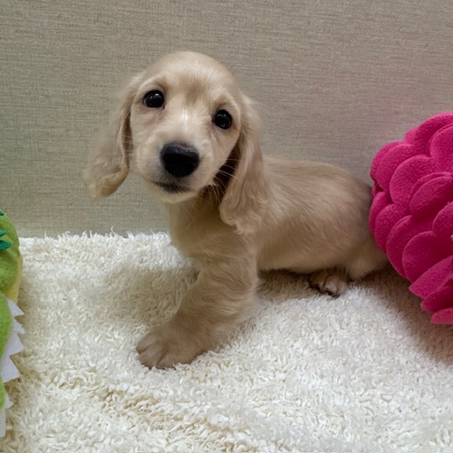 茨城県のミニチュアダックスフンド(ロング) (ペットアミ鹿嶋店/2025年10月2日生まれ/男の子/イエロー)の子犬