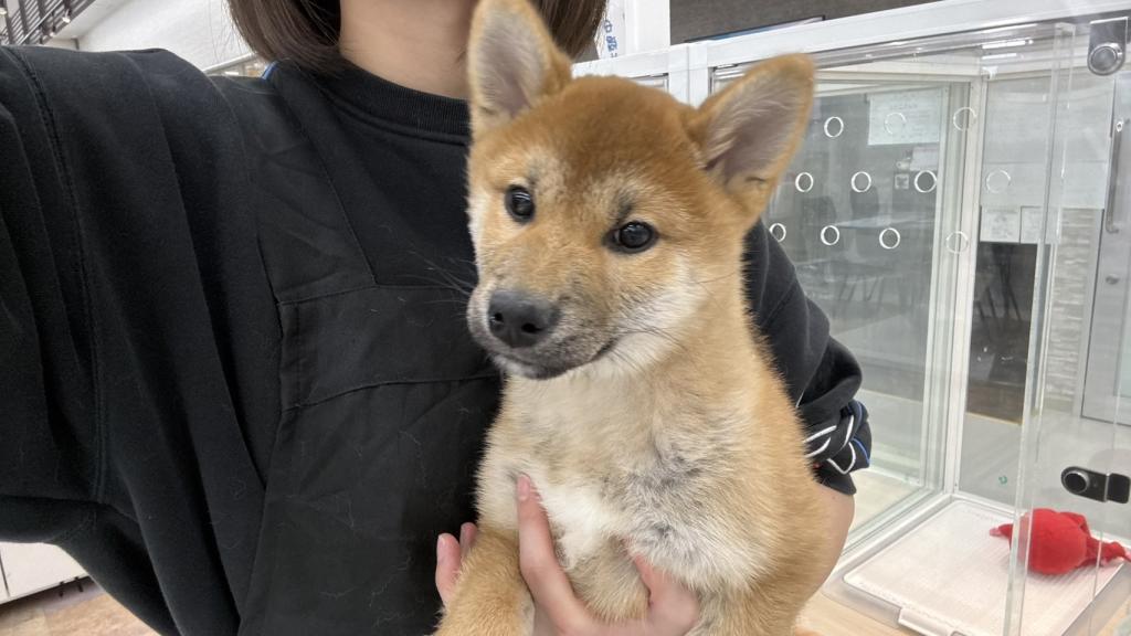 北海道の柴犬(標準サイズ) (ジャパンペッツトレーディング苫小牧中央店/2025年10月23日生まれ/男の子/赤)の子犬の2枚目の画像