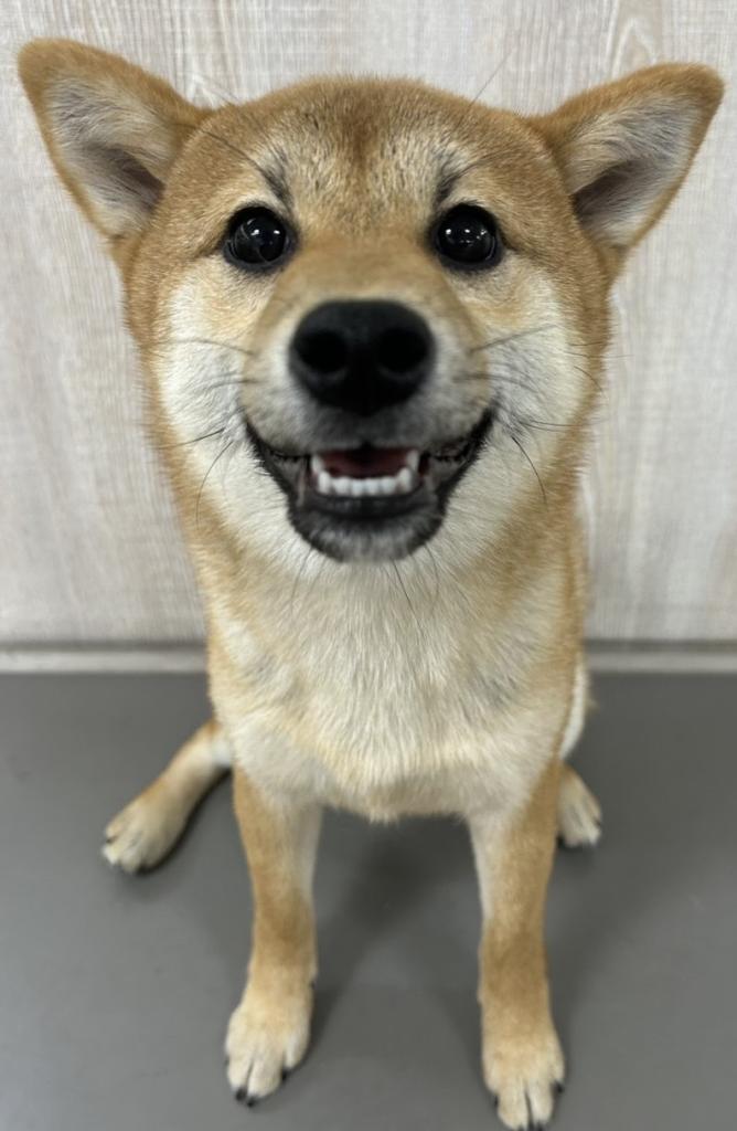 栃木県の柴犬(標準サイズ) (OneBuddy宇都宮店/2025年10月23日生まれ/女の子/赤)の子犬の1枚目の画像