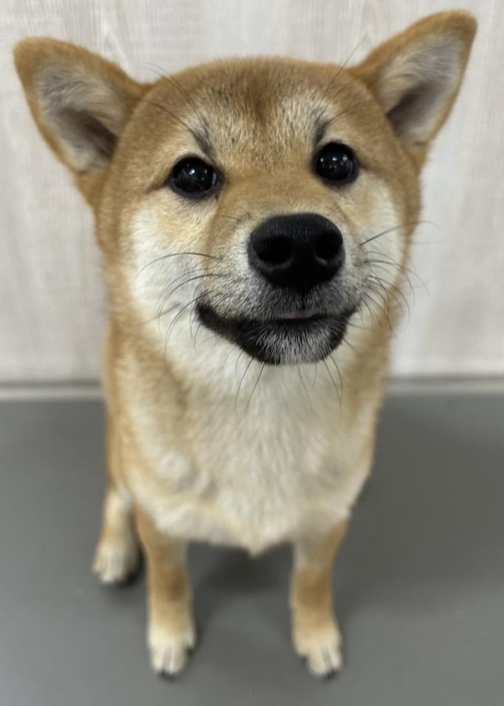 栃木県の柴犬(標準サイズ) (OneBuddy宇都宮店/2025年10月23日生まれ/女の子/赤)の子犬の2枚目の画像