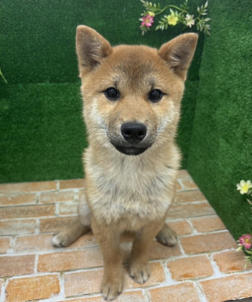 栃木県の柴犬(標準サイズ) (ペットアミ鹿沼店/2025年10月23日生まれ/男の子/赤)の子犬の2枚目の画像