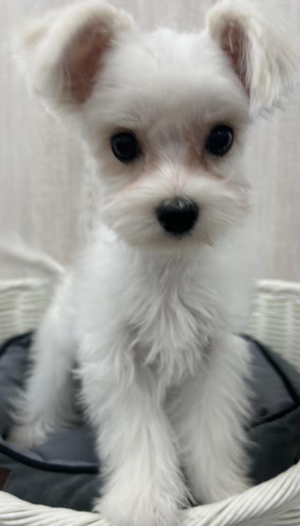栃木県のハーフ犬・ミックス犬 (OneBuddy宇都宮店/2025年10月30日生まれ/男の子/CR)の子犬の2枚目の画像