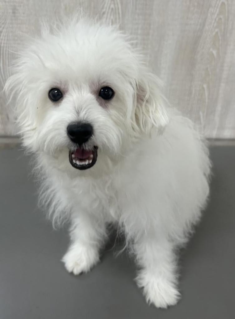 栃木県のハーフ犬・ミックス犬 (OneBuddy宇都宮店/2025年11月1日生まれ/女の子/ホワイト)の子犬の1枚目の画像