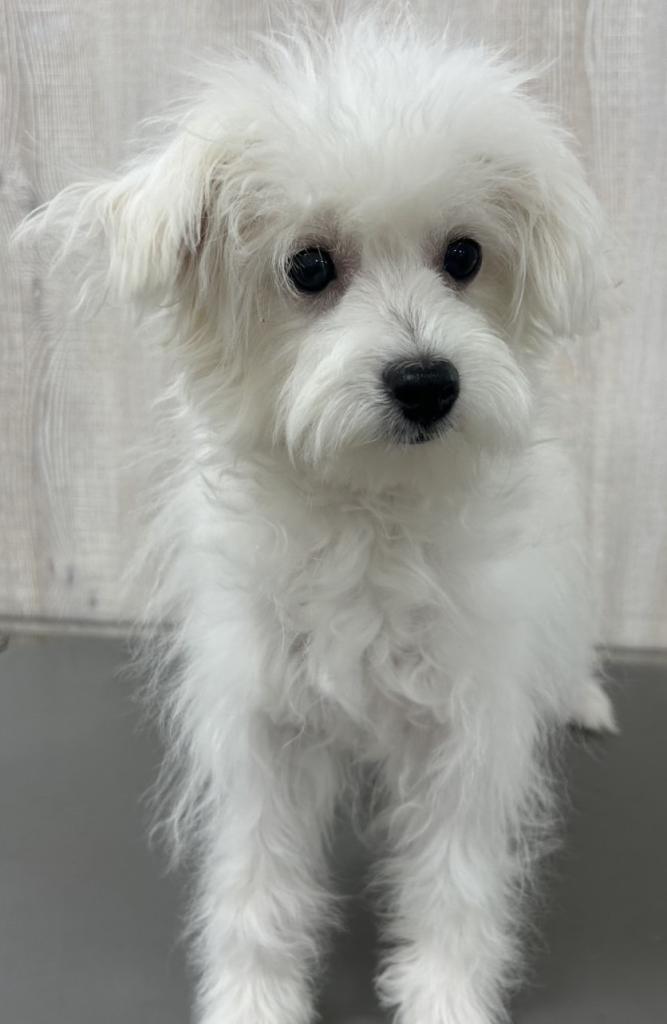 栃木県のハーフ犬・ミックス犬 (OneBuddy宇都宮店/2025年11月1日生まれ/女の子/ホワイト)の子犬の2枚目の画像