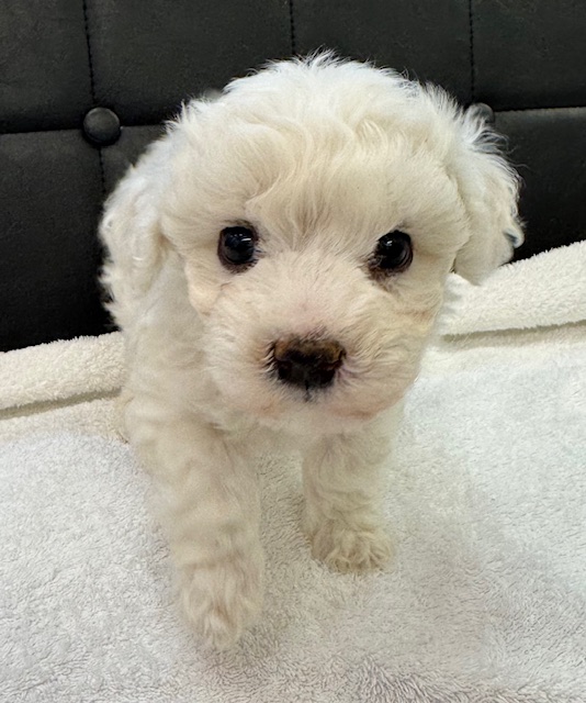 静岡県のビションフリーゼ (ペットアミ吉田店/2025年11月7日生まれ/男の子/ホワイト)の子犬の2枚目の画像