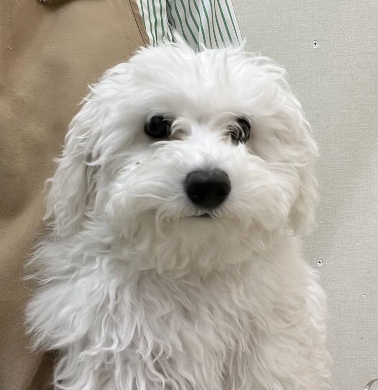 静岡県のビションフリーゼ (ペットアミ吉田店/2025年11月7日生まれ/男の子/ホワイト)の子犬の1枚目の画像