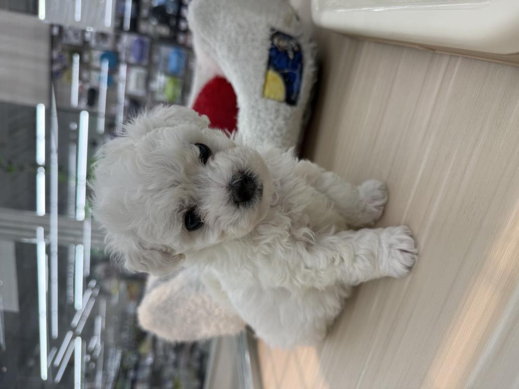 北海道のビションフリーゼ (ジャパンペッツトレーディング釧路店/2025年11月7日生まれ/男の子/ホワイト)の子犬