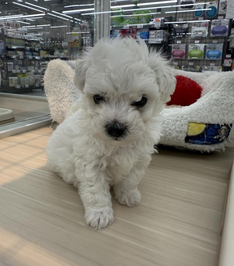 北海道のビションフリーゼ (ジャパンペッツトレーディング釧路店/2025年11月7日生まれ/男の子/ホワイト)の子犬