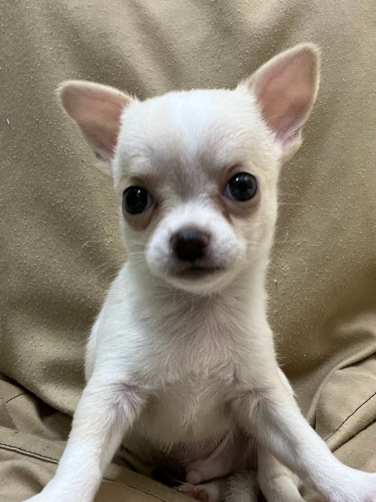 静岡県のチワワ(スムース) (ペットアミ吉田店/2025年11月7日生まれ/男の子/クリーム)の子犬