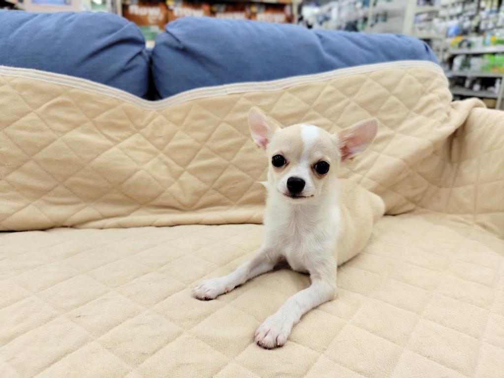 茨城県のチワワ(スムース) (OneBuddyトモニー水戸店/2025年11月7日生まれ/男の子/クリーム)の子犬の3枚目の画像