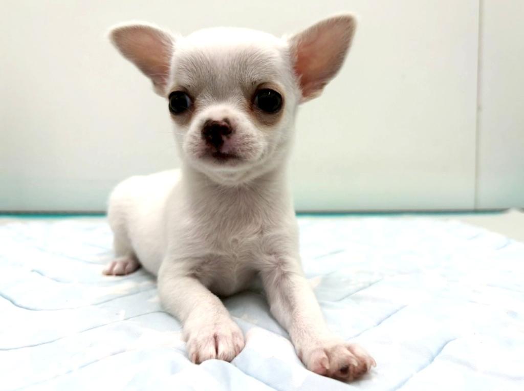 栃木県のチワワ(スムース) (ペッツワン宇都宮平出店/2025年11月7日生まれ/女の子/クリーム)の子犬の2枚目の画像