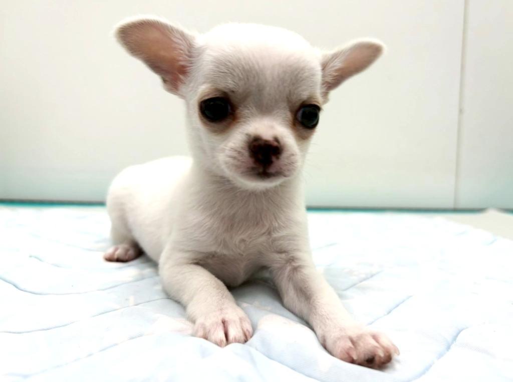 栃木県のチワワ(スムース) (ペッツワン宇都宮平出店/2025年11月7日生まれ/女の子/クリーム)の子犬の3枚目の画像