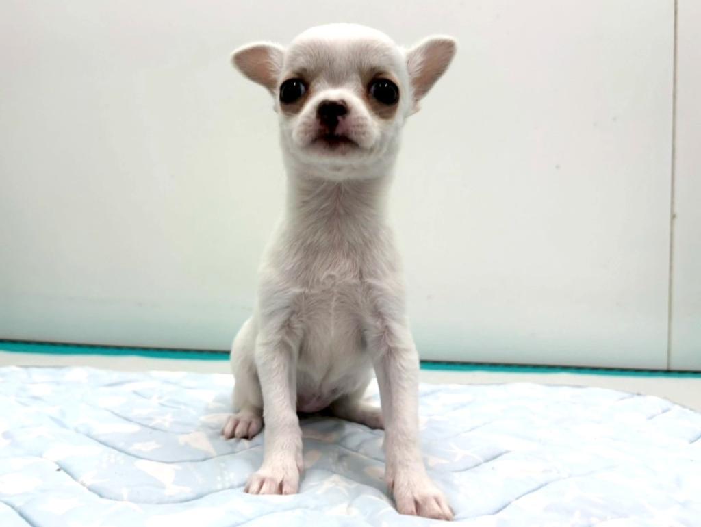 栃木県のチワワ(スムース) (ペッツワン宇都宮平出店/2025年11月7日生まれ/女の子/クリーム)の子犬の1枚目の画像