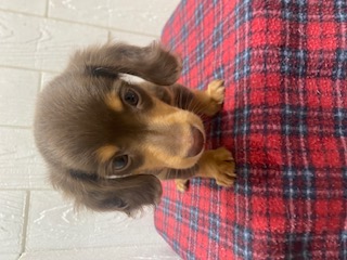 茨城県のミニチュアダックスフンド(ロング) (ペットアミ鹿嶋店/2025年9月26日生まれ/男の子/チョコレートタン)の子犬の1枚目の画像