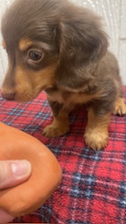 茨城県のミニチュアダックスフンド(ロング) (ペットアミ鹿嶋店/2025年9月26日生まれ/男の子/チョコレートタン)の子犬の2枚目の画像