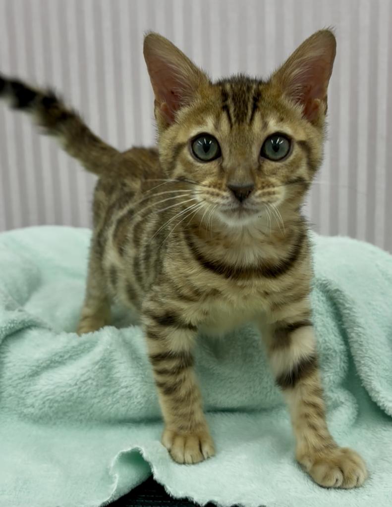 埼玉県のベンガル (OneBuddy南越谷店/2025年10月8日生まれ/男の子/ブラウンスポタビー)の子猫