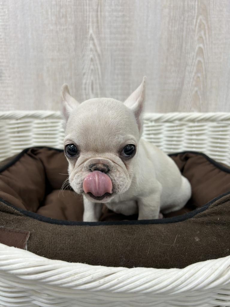 栃木県のフレンチブルドッグ (OneBuddy宇都宮店/2025年10月4日生まれ/女の子/CR)の子犬の2枚目の画像