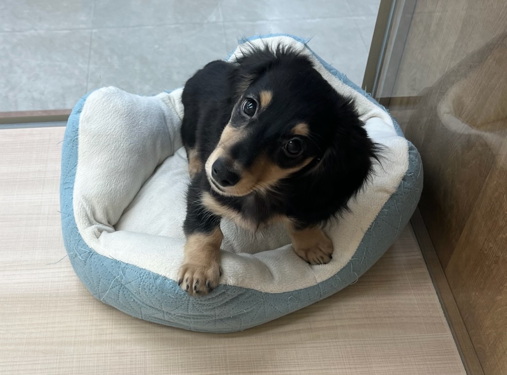 千葉県のミニチュアダックスフンド(ロング) (ペッツワン富津店/2025年10月8日生まれ/男の子/ブラックタン)の子犬の1枚目の画像