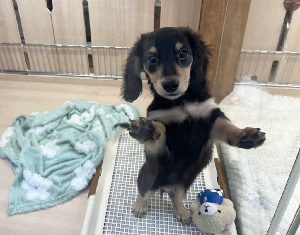 千葉県のミニチュアダックスフンド(ロング) (ペッツワン富津店/2025年10月8日生まれ/男の子/ブラックタン)の子犬の2枚目の画像