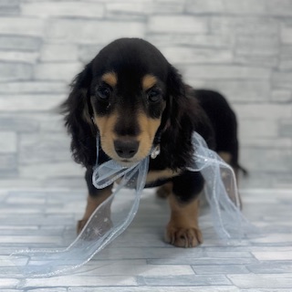 埼玉県のミニチュアダックスフンド(ロング) (ニコペットセレクトOneBuddy蕨錦町店/2025年10月8日生まれ/男の子/ブラックタン)の子犬の2枚目の画像