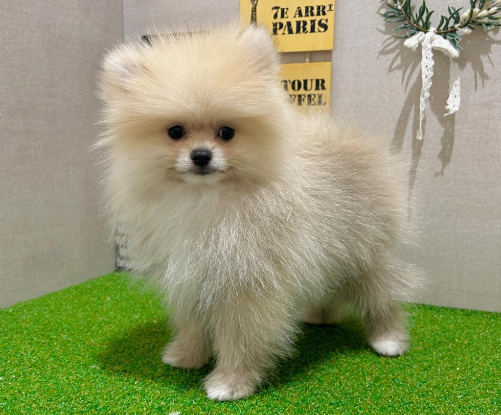 茨城県のポメラニアン (ペッツワン水戸店/2025年10月15日生まれ/男の子/セーブル)の子犬の2枚目の画像