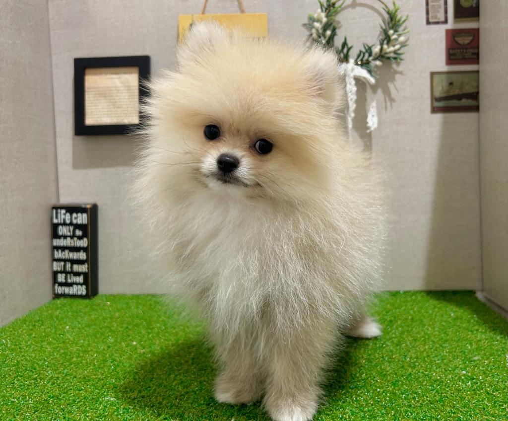 茨城県のポメラニアン (ペッツワン水戸店/2025年10月15日生まれ/男の子/セーブル)の子犬の4枚目の画像