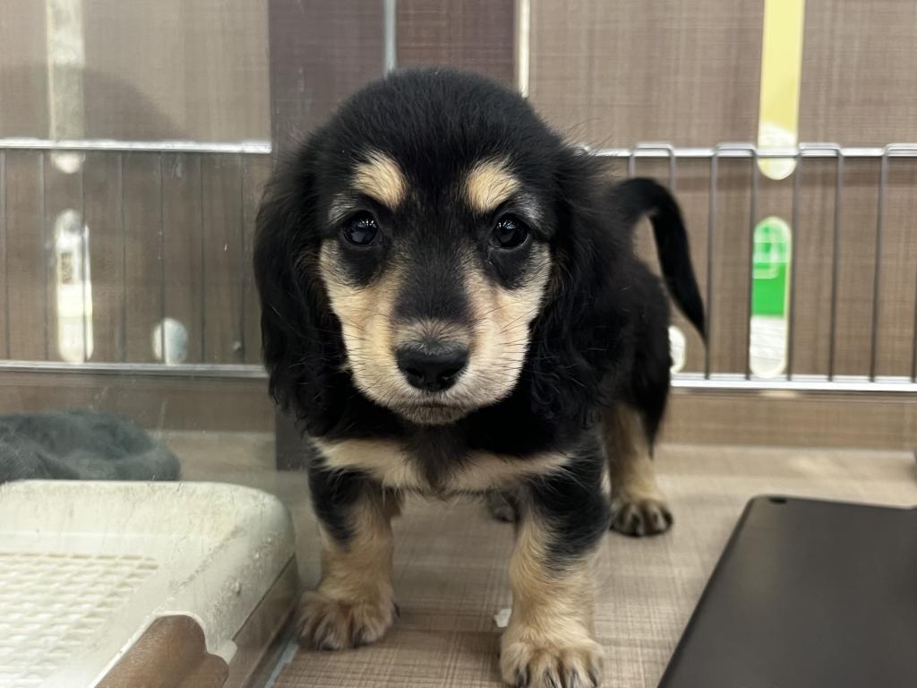 栃木県のミニチュアダックスフンド(ロング) (ペッツワン足利大月店/2025年10月9日生まれ/男の子/ブラックタン)の子犬