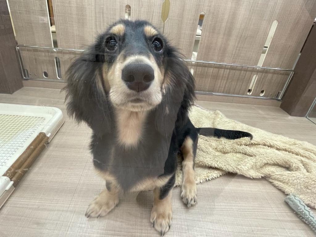 栃木県のミニチュアダックスフンド(ロング) (ペッツワン足利大月店/2025年10月9日生まれ/男の子/ブラックタン)の子犬の1枚目の画像