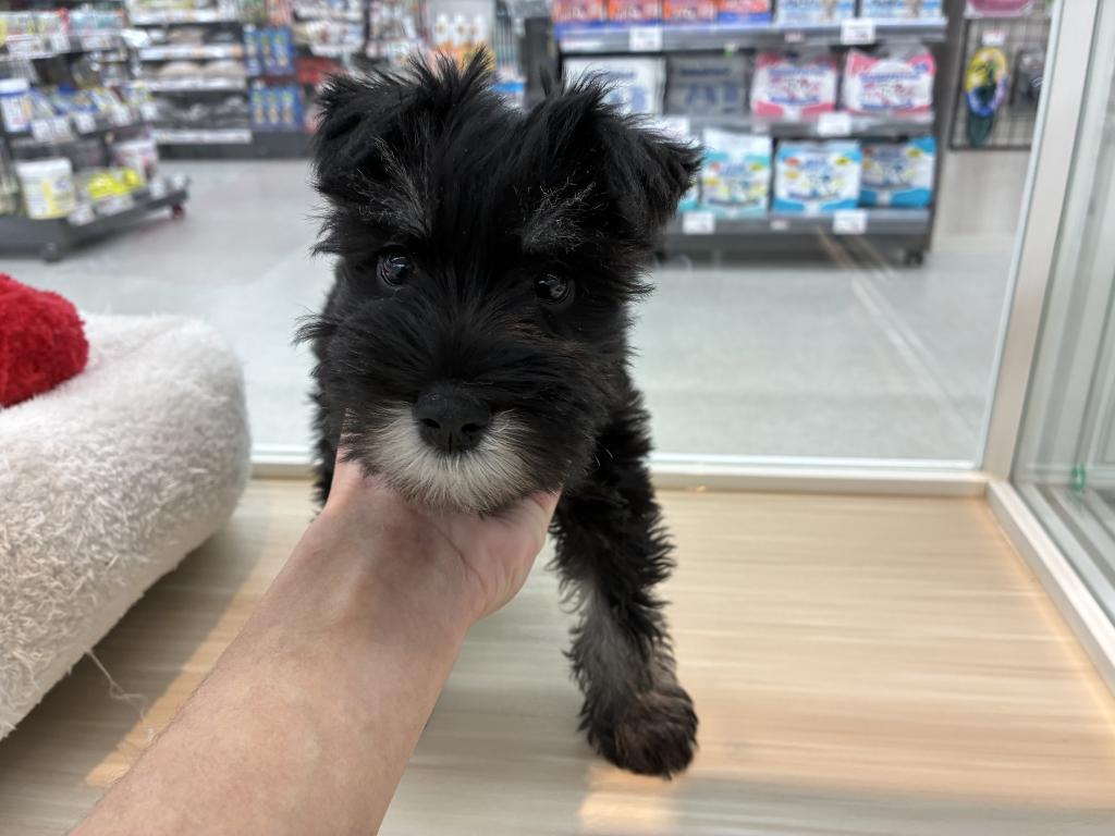 北海道のミニチュアシュナウザー (ジャパンペッツトレーディング釧路店/2025年10月8日生まれ/男の子/ブラックシルバー)の子犬