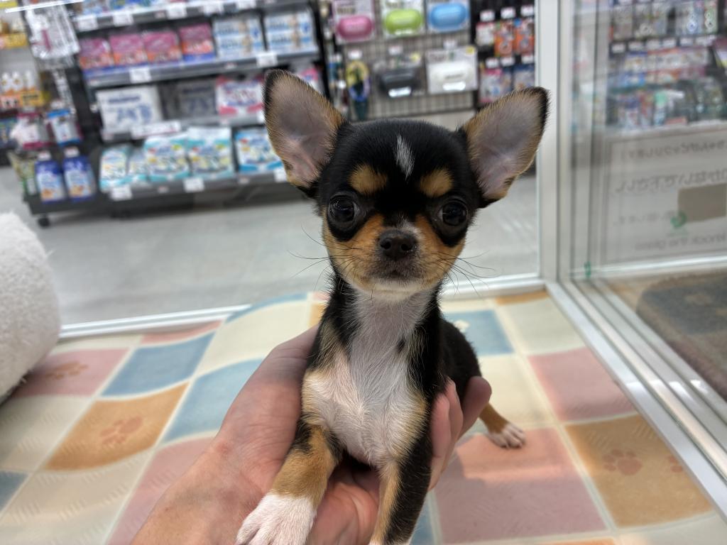 北海道のチワワ(スムース) (ジャパンペッツトレーディング釧路店/2025年10月8日生まれ/男の子/ブラックタンホワイト)の子犬