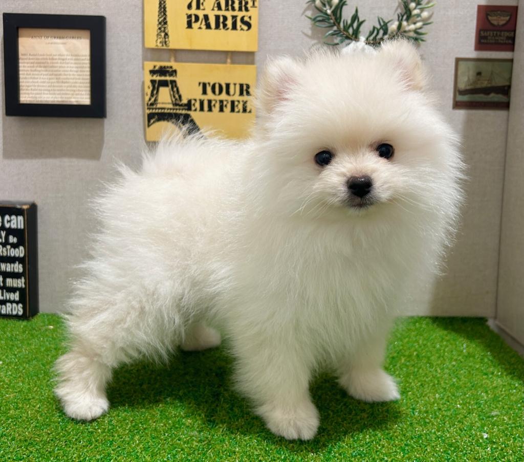 茨城県のポメラニアン (ペッツワン水戸店/2025年10月15日生まれ/男の子/ホワイト)の子犬の2枚目の画像