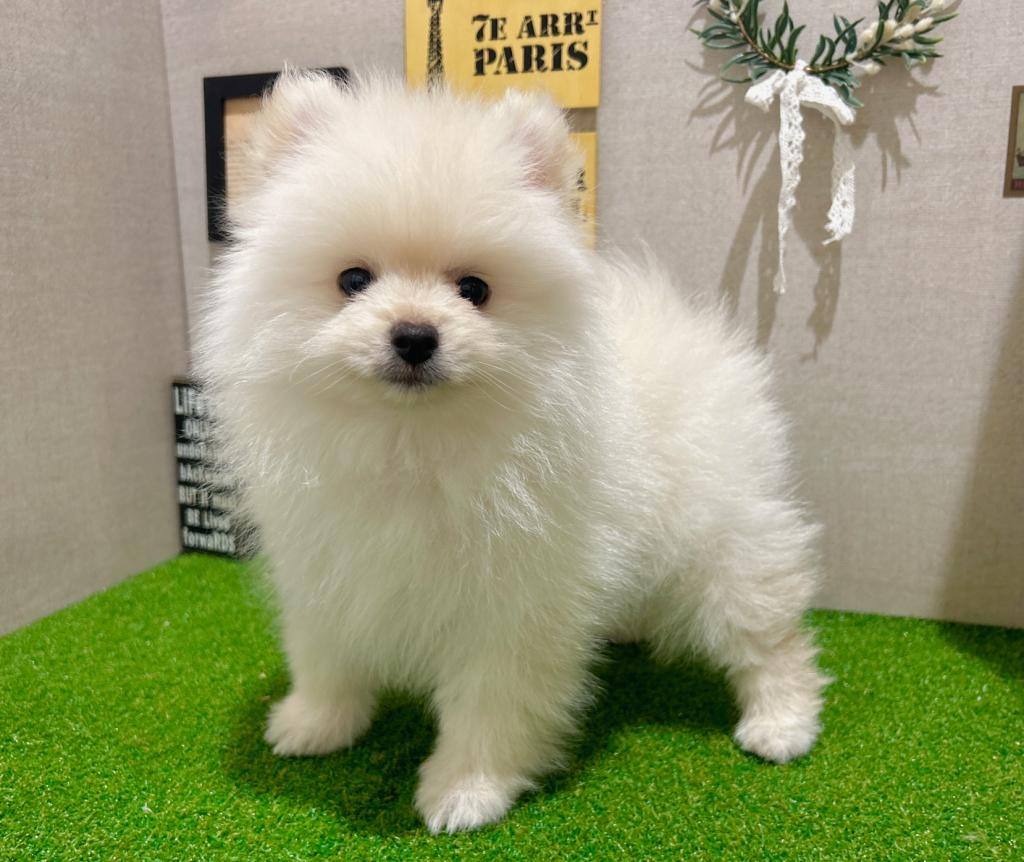 茨城県のポメラニアン (ペッツワン水戸店/2025年10月15日生まれ/男の子/ホワイト)の子犬の3枚目の画像