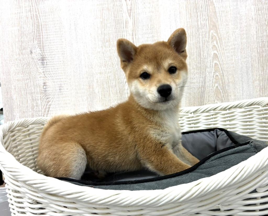 栃木県の柴犬(標準サイズ) (OneBuddy宇都宮店/2026年7月31日生まれ/男の子/赤)の子犬