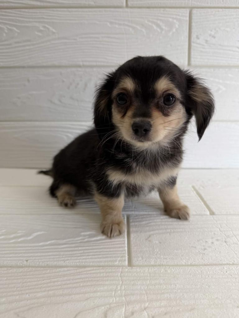 埼玉県のハーフ犬・ミックス犬 (ペットプラザ草加松原店/2025年12月30日生まれ/男の子/ブラックタン)の子犬の2枚目の画像