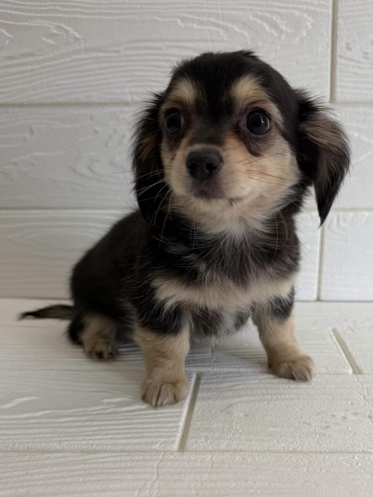 埼玉県のハーフ犬・ミックス犬 (ペットプラザ草加松原店/2025年12月30日生まれ/男の子/ブラックタン)の子犬の3枚目の画像