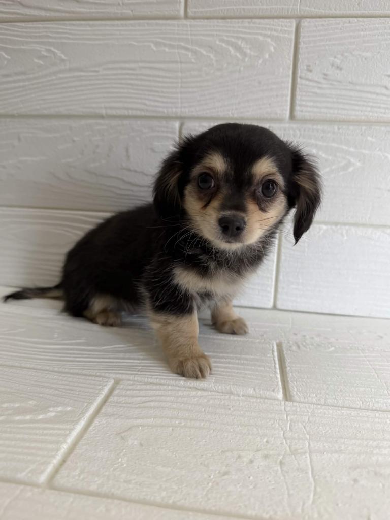 埼玉県のハーフ犬・ミックス犬 (ペットプラザ草加松原店/2025年12月30日生まれ/男の子/ブラックタン)の子犬の4枚目の画像