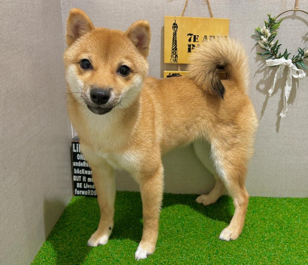 茨城県の柴犬(標準サイズ) (ペッツワン水戸店/2026年4月24日生まれ/女の子/赤)の子犬の4枚目の画像